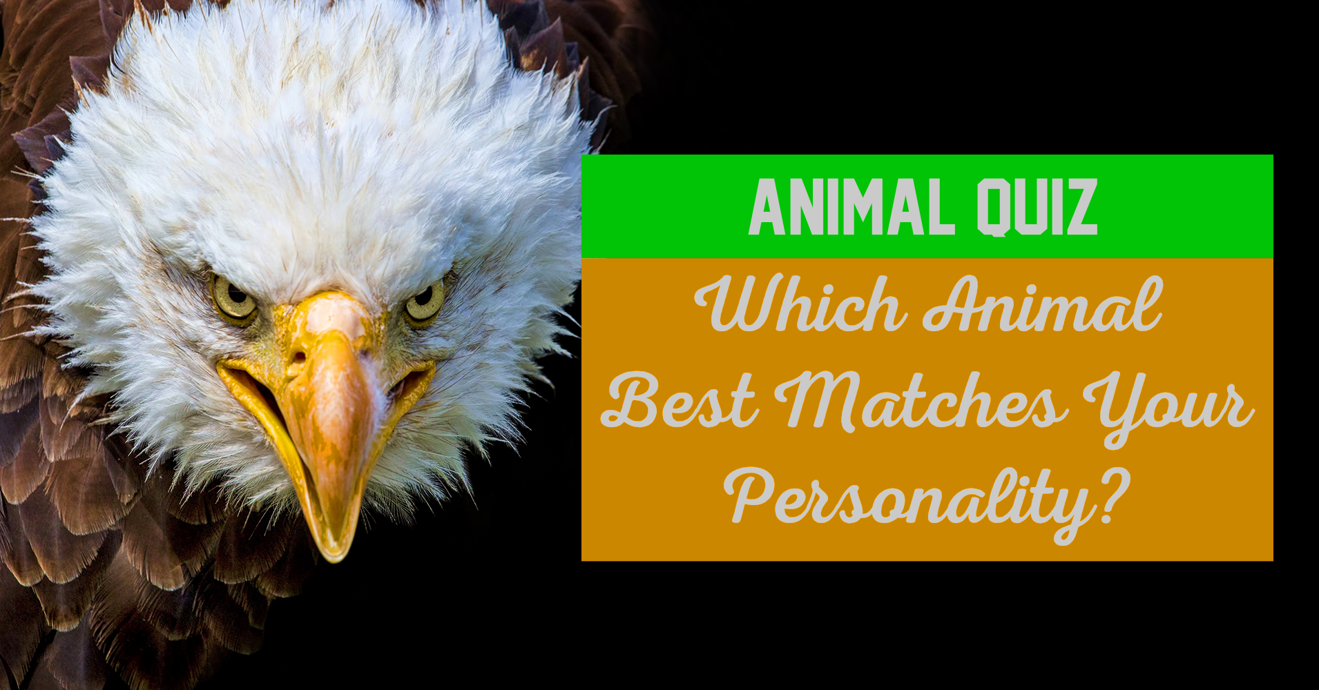 Animal Quiz Which Animal Best Matches Your Personality Question 11 