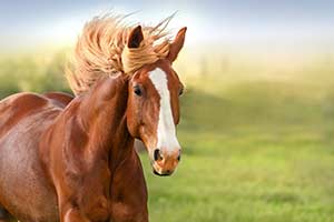 Horse Quiz: What Horse Are You?