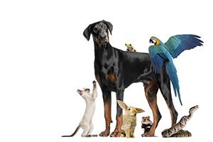 What Kind Of Pet Should You Adopt?