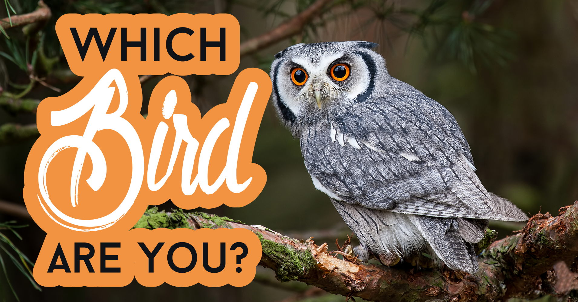 which-bird-are-you-quiz-quizony