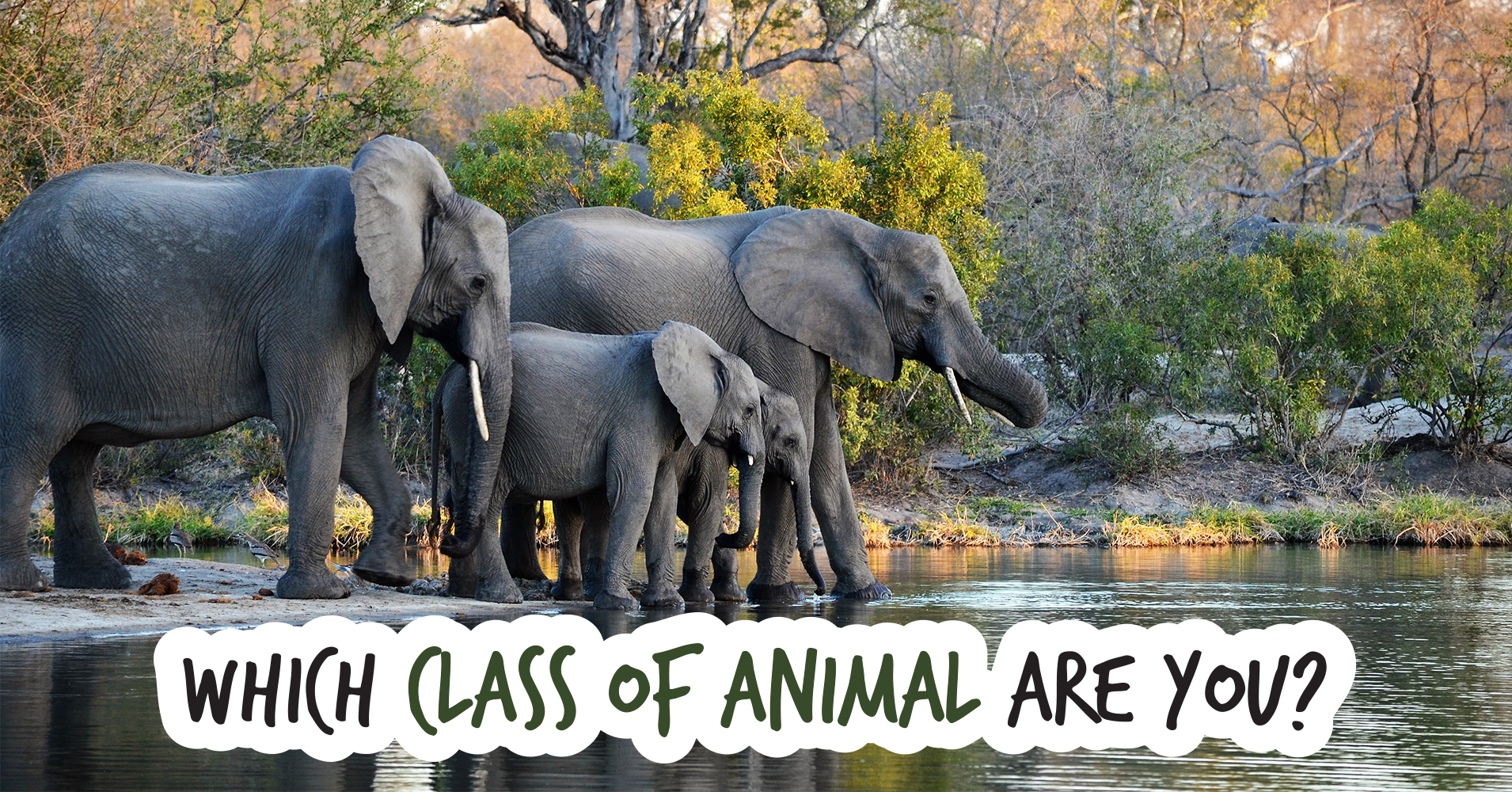 Which Class Of Animal Are You? - Quiz - Quizony.com