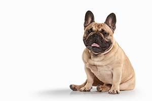 Dog Breed Selector: Which Dog Should...