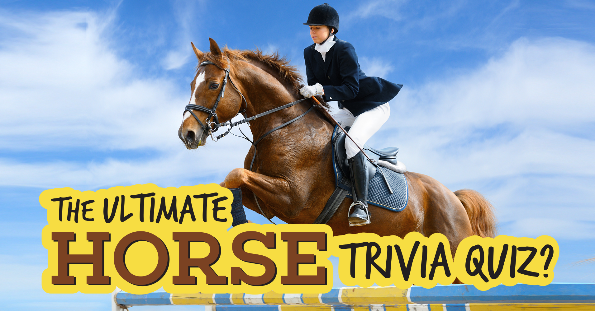 The Ultimate Horse Trivia Quiz Question 3 - What is the ...