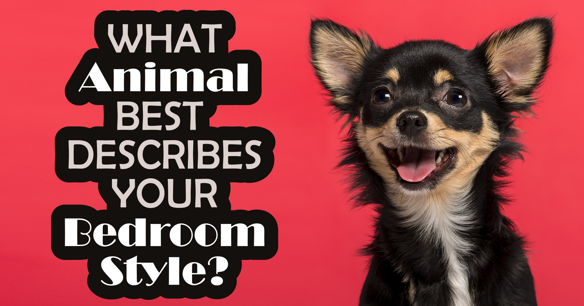 what-animal-best-describes-your-bedroom-style-quiz-quizony