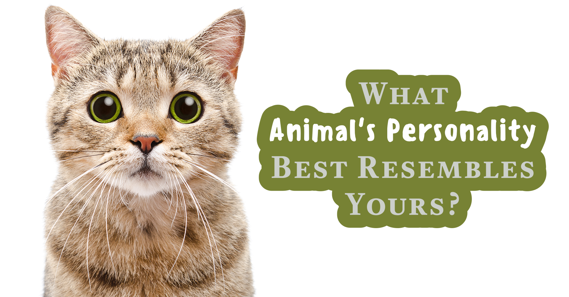 what-animal-s-personality-best-resembles-yours-quiz-quizony