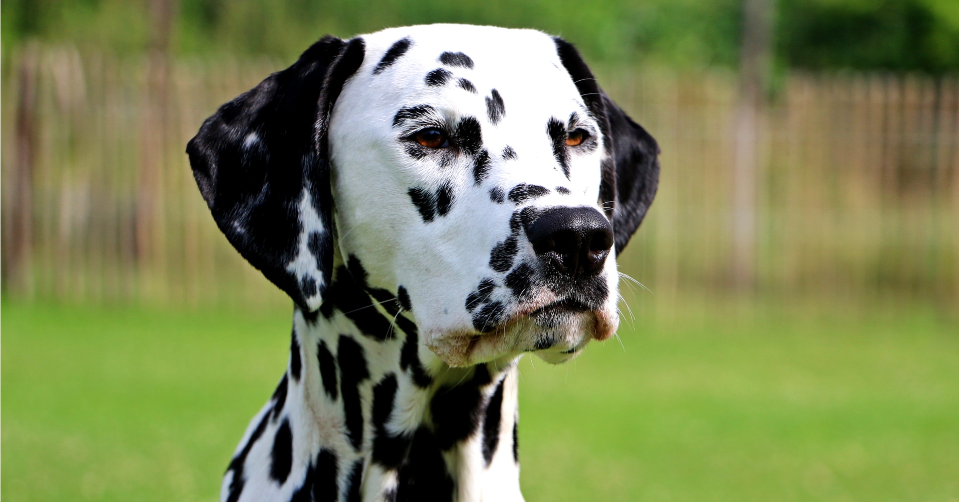 What Dog Breed Are You? - Quiz