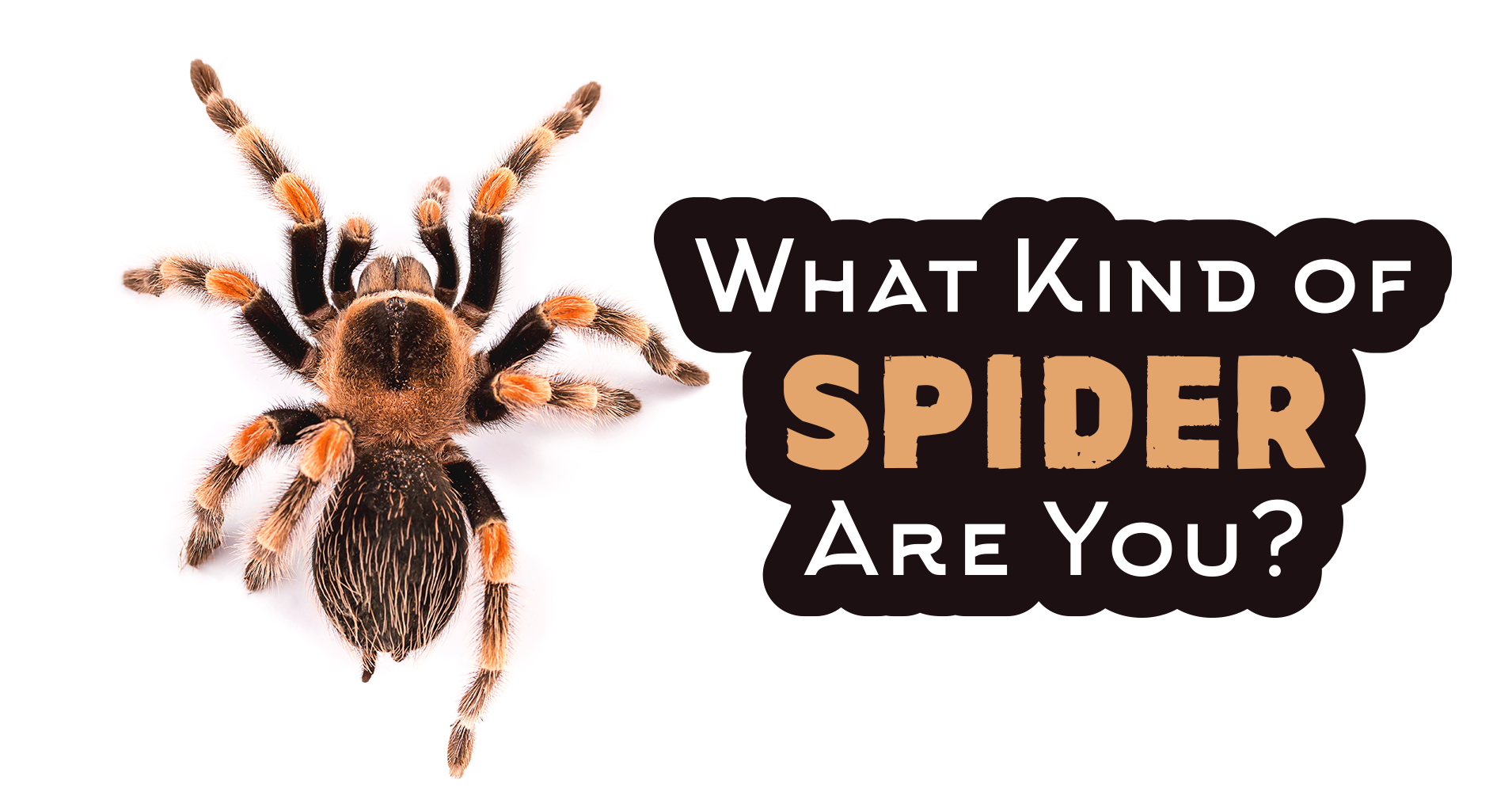 What Kind Of Spider Are You? - Quiz