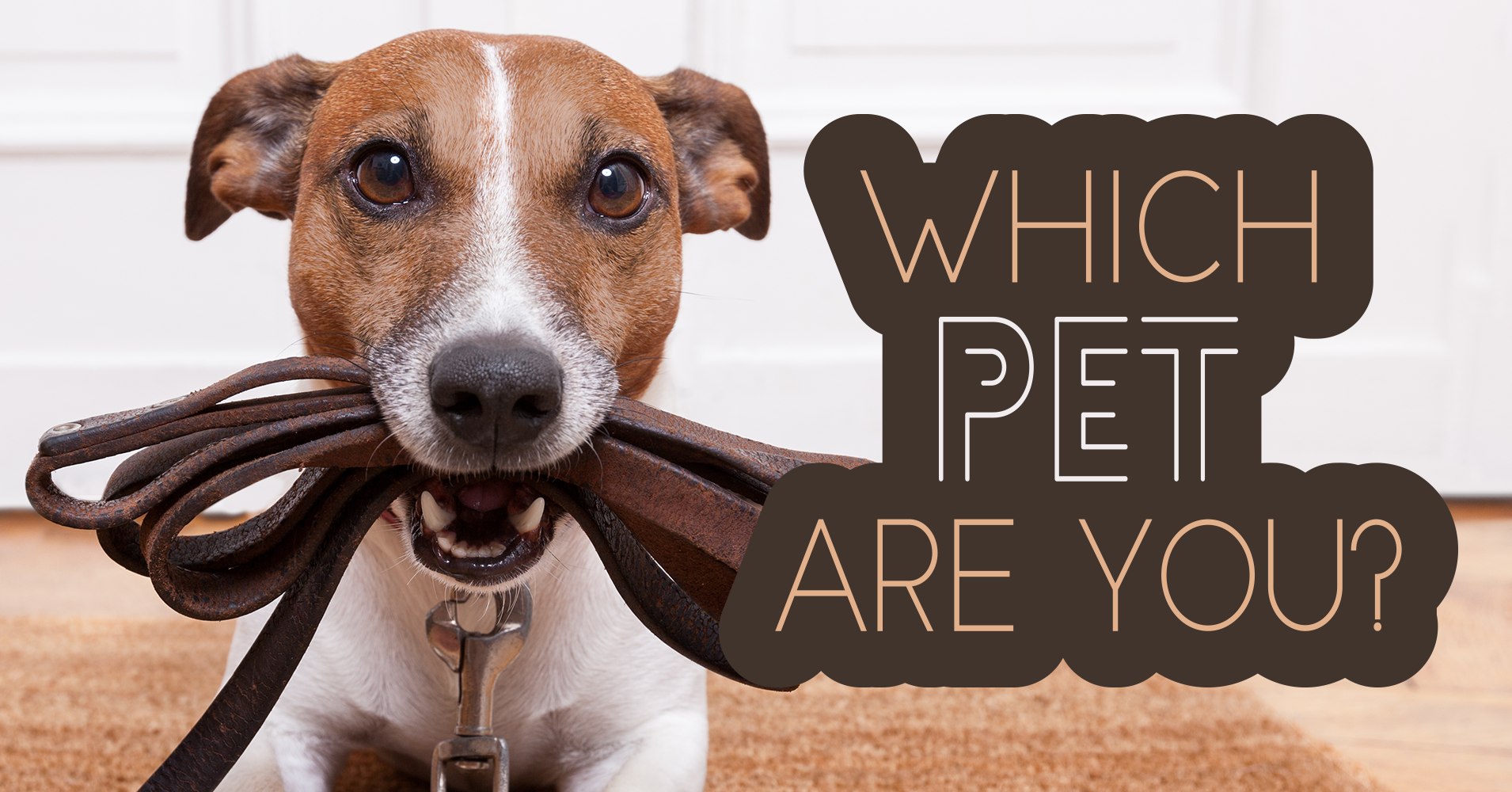 Which Pet Are You? Quiz