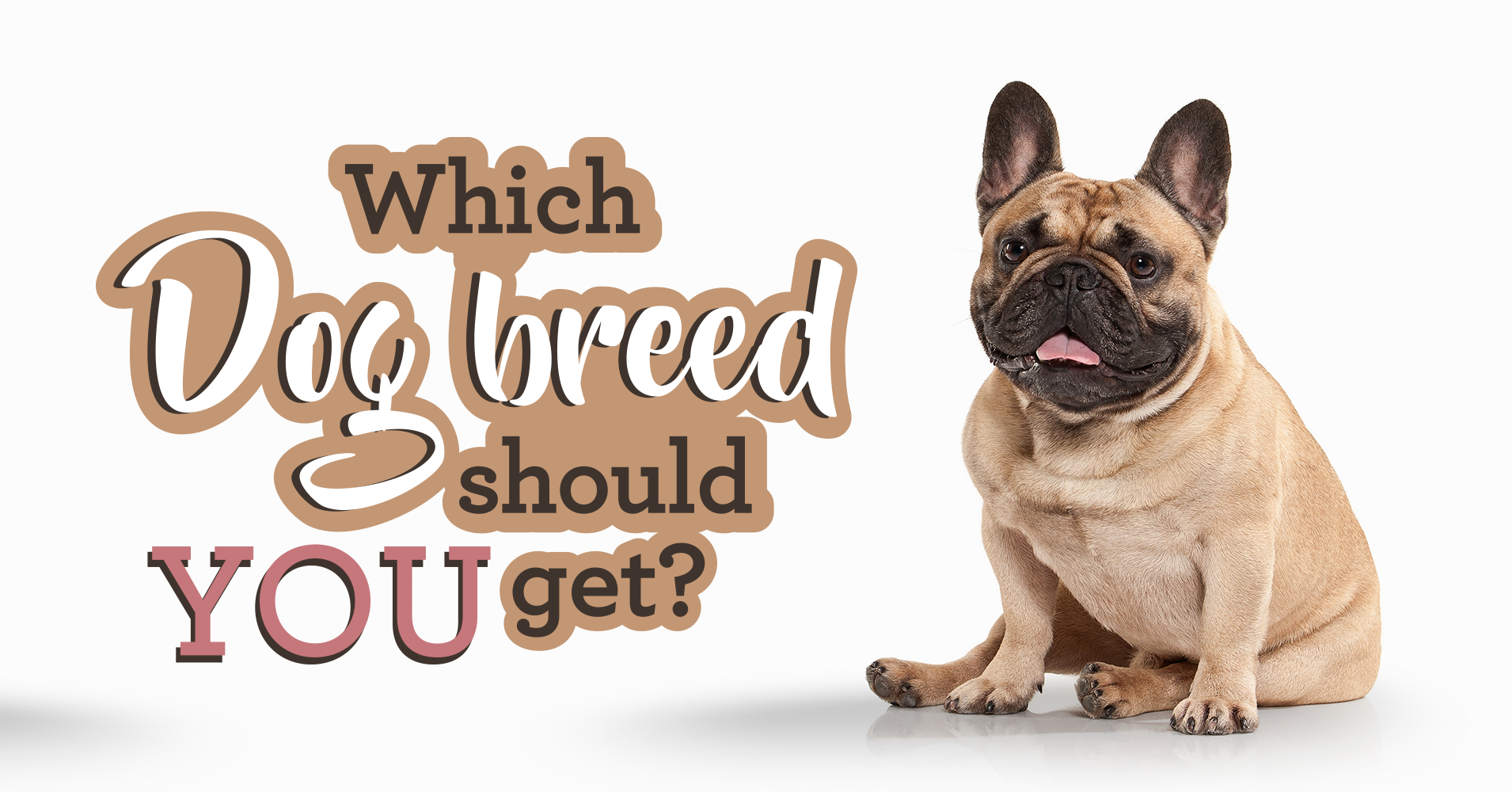 Dog Breed Selector: Which Dog Should I 